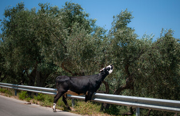 Cow eating leaves from tree in Albania