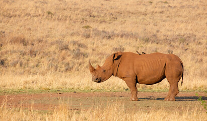 Fototapeta premium A lone White Rhinoceros at a game reserve near Johannesburg