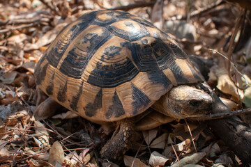 Turtle in dry leaves