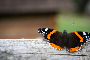 Fototapeta na wymiar A colorful admiral butterfly sitting on a wooden surface. Selective focus. Natural background texture