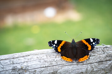 A colorful admiral butterfly sitting on a wooden surface. Selective focus. Natural background texture