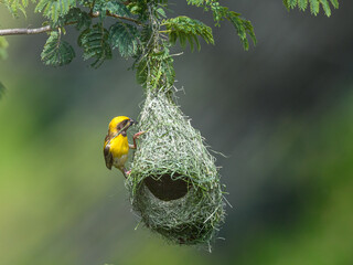Breeding Male Baya weaver bird busy in waving his hanging retort shaped nest from leaves.