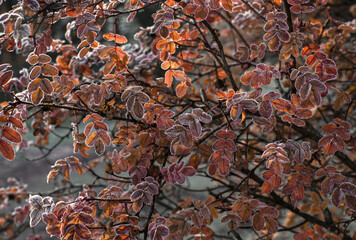 Frozen autumn leaves covered with hoarfrost.