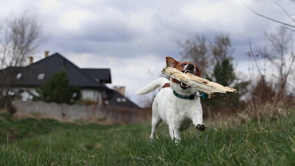 Little Jack Russell Terrier dog running with a stick. © jarizPJ