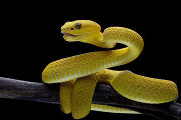 The Yellow White-lipped Pit Viper (Trimeresurus insularis) closeup on branch with isolated background