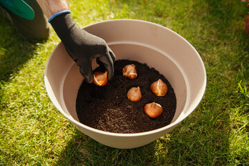 Planting flower bulbs, tulips, in the ground