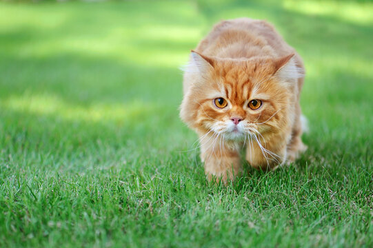 Horizontal picture of a red cat at the green grass