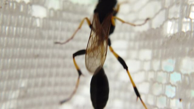 Close-up of a yellow-legged mud wasp crawling on the surface