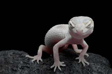 Super Snow tremper lemon frost gecko closeup on reflection