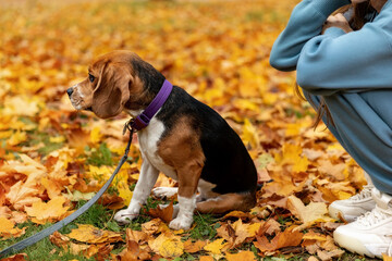 Beagle dog on a leash in profile. Autumn background.