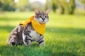 Mixed breed cat wearing bandana collar
