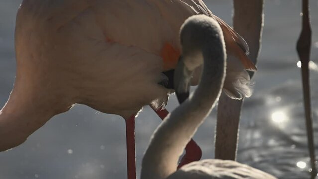 flock of Pink flamingos at sunrise rays in pink wild lake at national park. 4K high quality super slow motion video filmed on high speed camera Nikon z9 