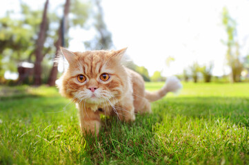 Red cat walking along the green fresh lawn