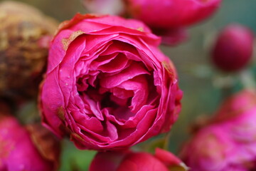 Rote Rosen Blüte im Detail in Großaufnahme, retro