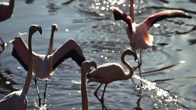 flock of Pink flamingos at sunrise rays in pink wild lake at national park. 4K high quality super slow motion video filmed on high speed camera Nikon z9 