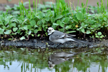 lavandera blanca​ o aguzanieves  bebiendo bañándose y comiendo en el estanque del parque (Motacilla alba)