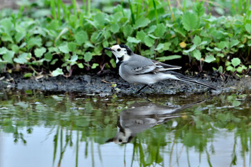 lavandera blanca​ o aguzanieves  bebiendo bañándose y comiendo en el estanque del parque (Motacilla alba)