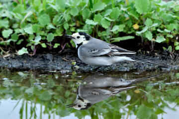 lavandera blanca​ o aguzanieves  bebiendo bañándose y comiendo en el estanque del parque (Motacilla alba)