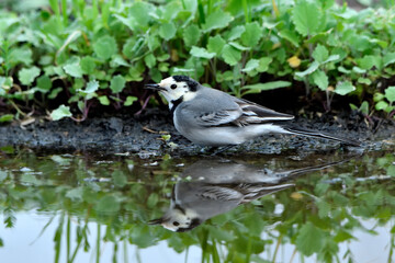 lavandera blanca​ o aguzanieves  bebiendo bañándose y comiendo en el estanque del parque (Motacilla alba)