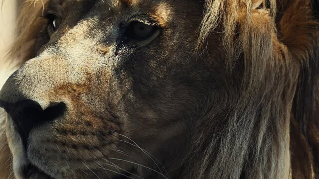Big male lion king beautiful morning portrait, Southwest African lion close look filmed on high quality high speed camera nikon z9 
