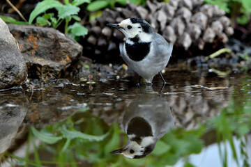 lavandera blanca​ o aguzanieves  bebiendo bañándose y comiendo en el estanque del parque (Motacilla alba)