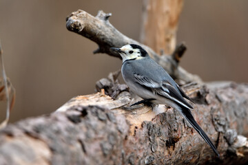 lavandera blanca​ o aguzanieves posada en un tronco viejo (Motacilla alba)