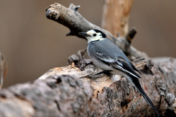 lavandera blanca​ o aguzanieves posada en un tronco viejo (Motacilla alba)