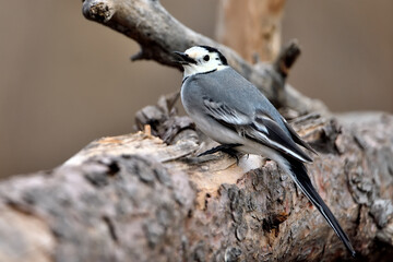 lavandera blanca​ o aguzanieves posada en un tronco viejo (Motacilla alba)