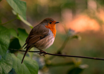Robin on a wire fence