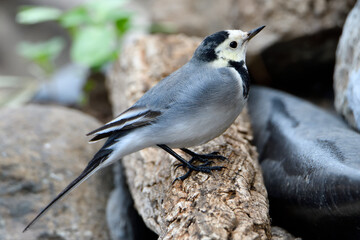 lavandera blanca​ o aguzanieves posada en un tronco viejo (Motacilla alba)