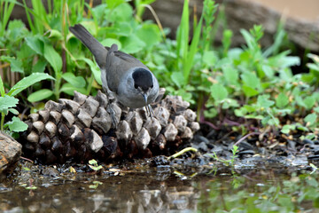 curruca cabecinegra​ o curruca de los brunos (Sylvia melanocephala) bebiendo en el estanque