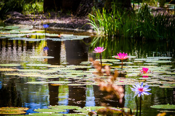 Waterlillies in bloom
