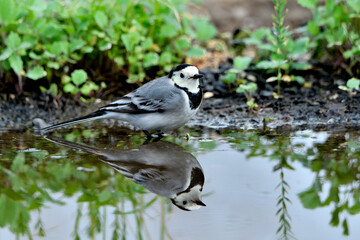 lavandera blanca​ o aguzanieves  bebiendo bañándose y comiendo en el estanque del parque (Motacilla alba)