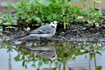 lavandera blanca​ o aguzanieves  bebiendo bañándose y comiendo en el estanque del parque (Motacilla alba)