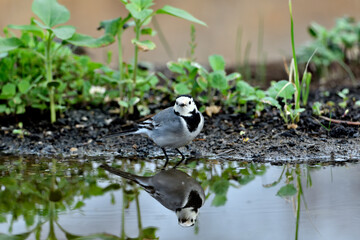 lavandera blanca​ o aguzanieves (Motacilla alba)