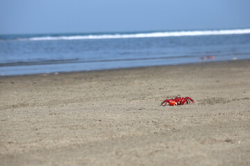 Fototapeta na wymiar Red crab in sea beach. blur sea background.