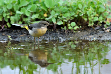 lavandera cascadeña comiendo y bañándose en el estanque de parque (motacilla cinerea)