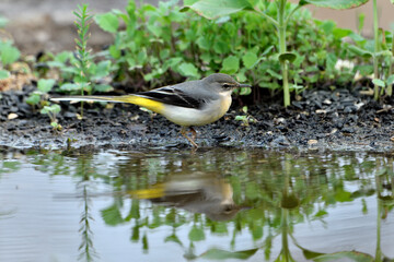 lavandera cascadeña comiendo y bañándose en el estanque de parque (motacilla cinerea). Guaro Andalucía España