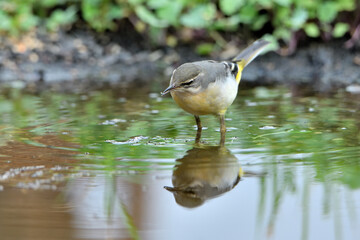 lavandera cascadeña comiendo y bañándose en el estanque de parque (motacilla cinerea)