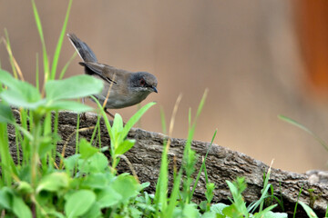  curruca mirlona posada sobre un viejo tronco con brotes verdes (Sylvia hortensis)​