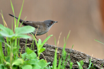  curruca cabecinegra​ o curruca de los brunos (Sylvia melanocephala) posada sobre un viejo tronco con brotes verdes