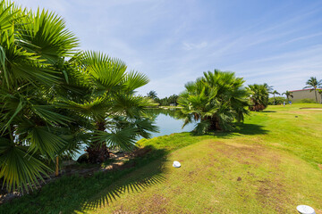 Close up view of fluffy palm trees on pond coast and blue sky covered with smoky white clouds background. Aruba.