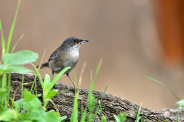  curruca cabecinegra​ o curruca de los brunos (Sylvia melanocephala) posada sobre un viejo tronco con brotes verdes 