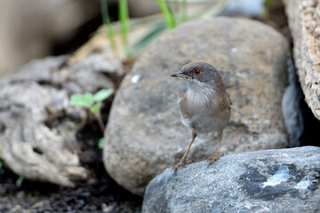  curruca cabecinegra​ o curruca de los brunos (Sylvia melanocephala) posada en las piedras del estanque del parque 