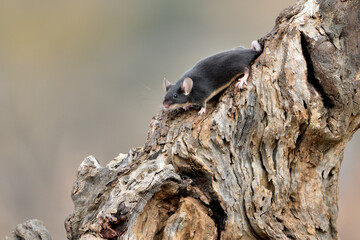 ratón común en un tronco de olivo