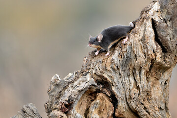 ratón común en un tronco de olivo