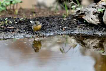 lavandera cascadeña comiendo y bañándose en el estanque de parque (motacilla cinerea)