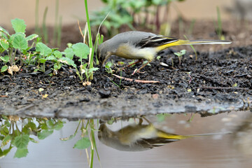 lavandera cascadeña comiendo y bañándose en el estanque de parque (motacilla cinerea)