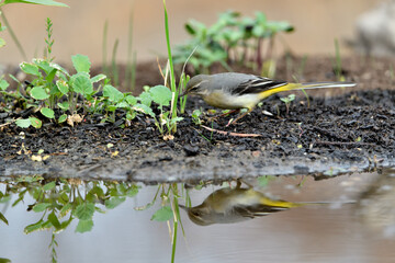 lavandera cascadeña comiendo y bañándose en el estanque de parque (motacilla cinerea). Guaro Andalucía España