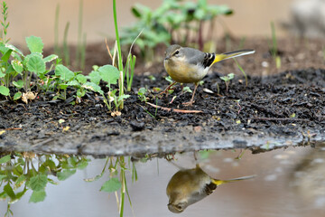 lavandera cascadeña comiendo y bañándose en el estanque de parque (motacilla cinerea)